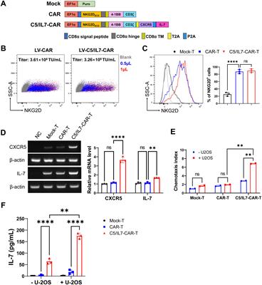 A novel strategy of co-expressing CXCR5 and IL-7 enhances CAR-T cell effectiveness in osteosarcoma